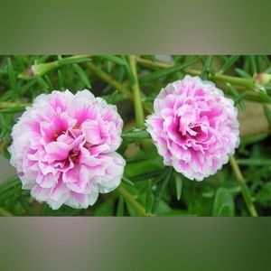 Portulaca Moss Rose